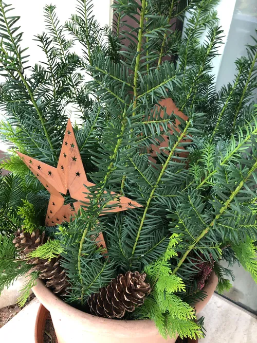 Winterlicher Eingang mit Stern